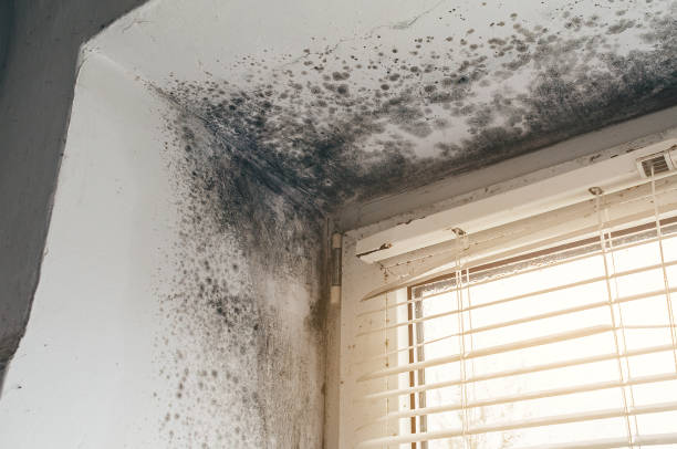Affordable Bathroom Mold Removal solutions in West Newton, MA